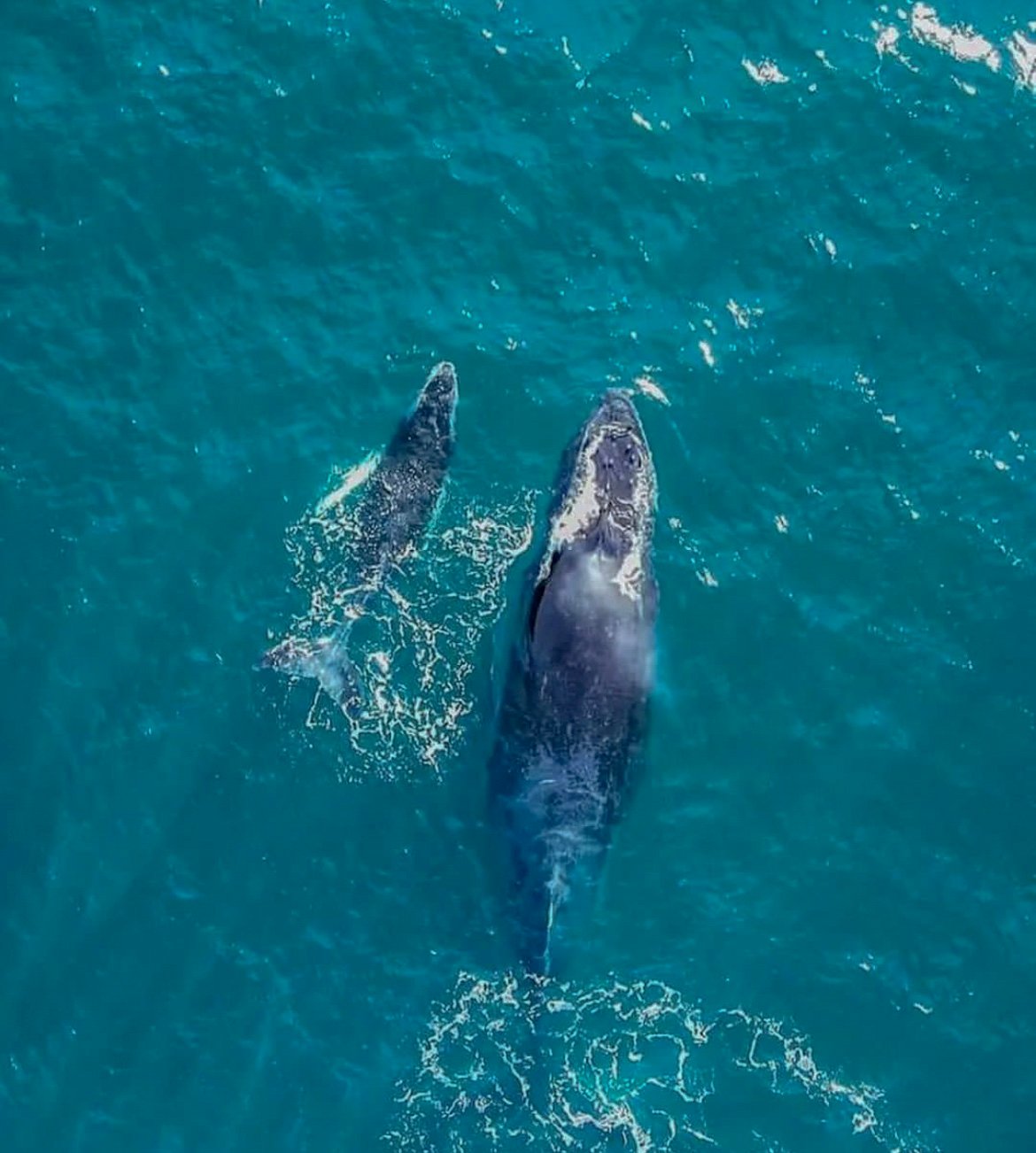 Juanchaco - Avistamiento de Ballenas