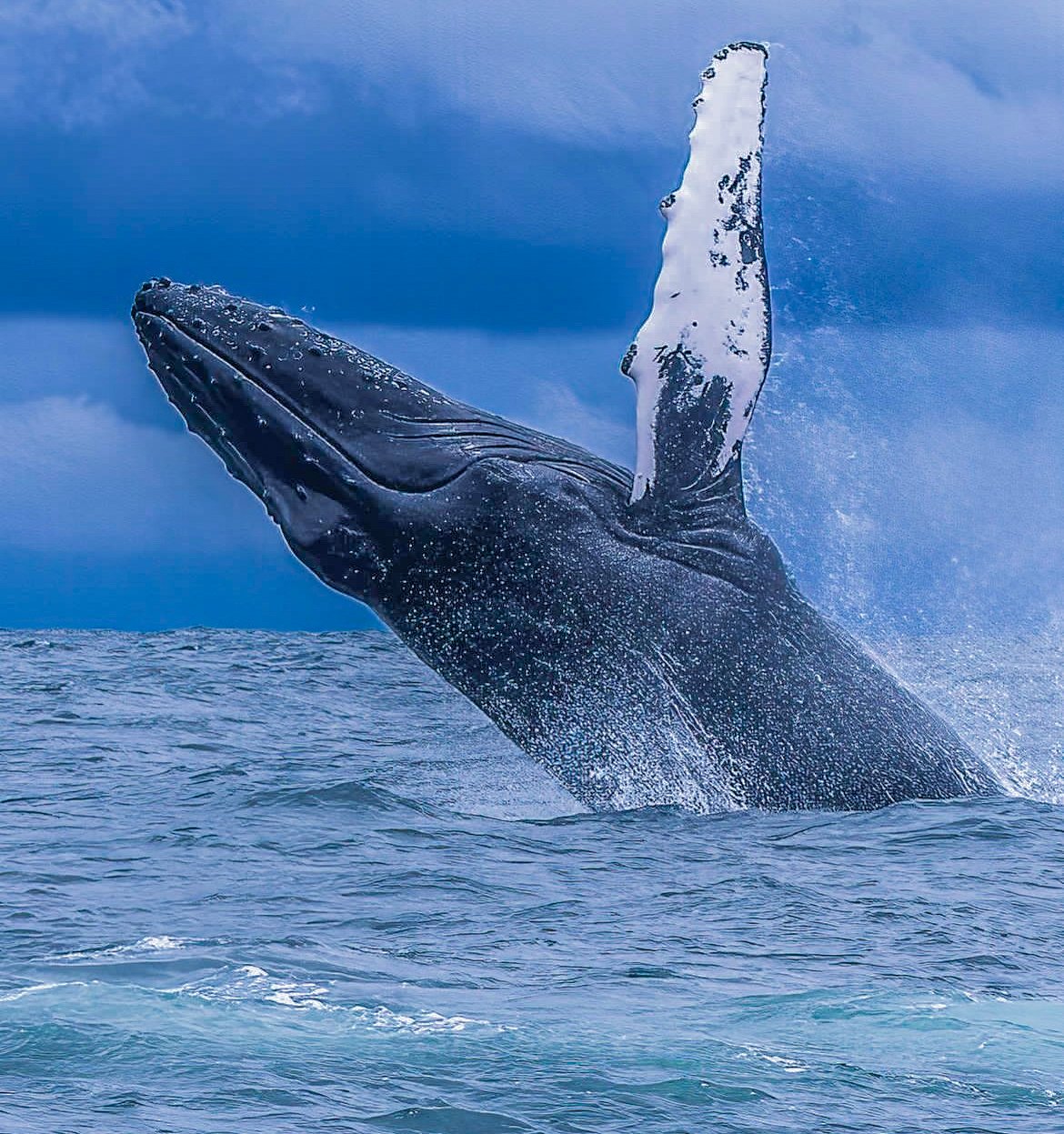 Juanchaco - Avistamiento de Ballenas