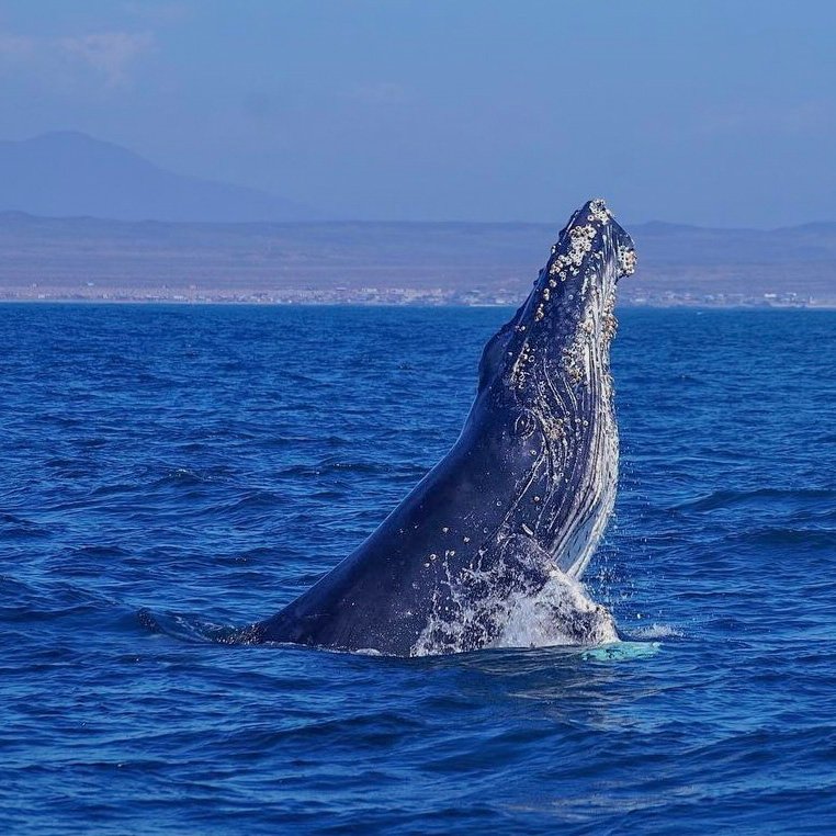 Juanchaco - Avistamiento de Ballenas