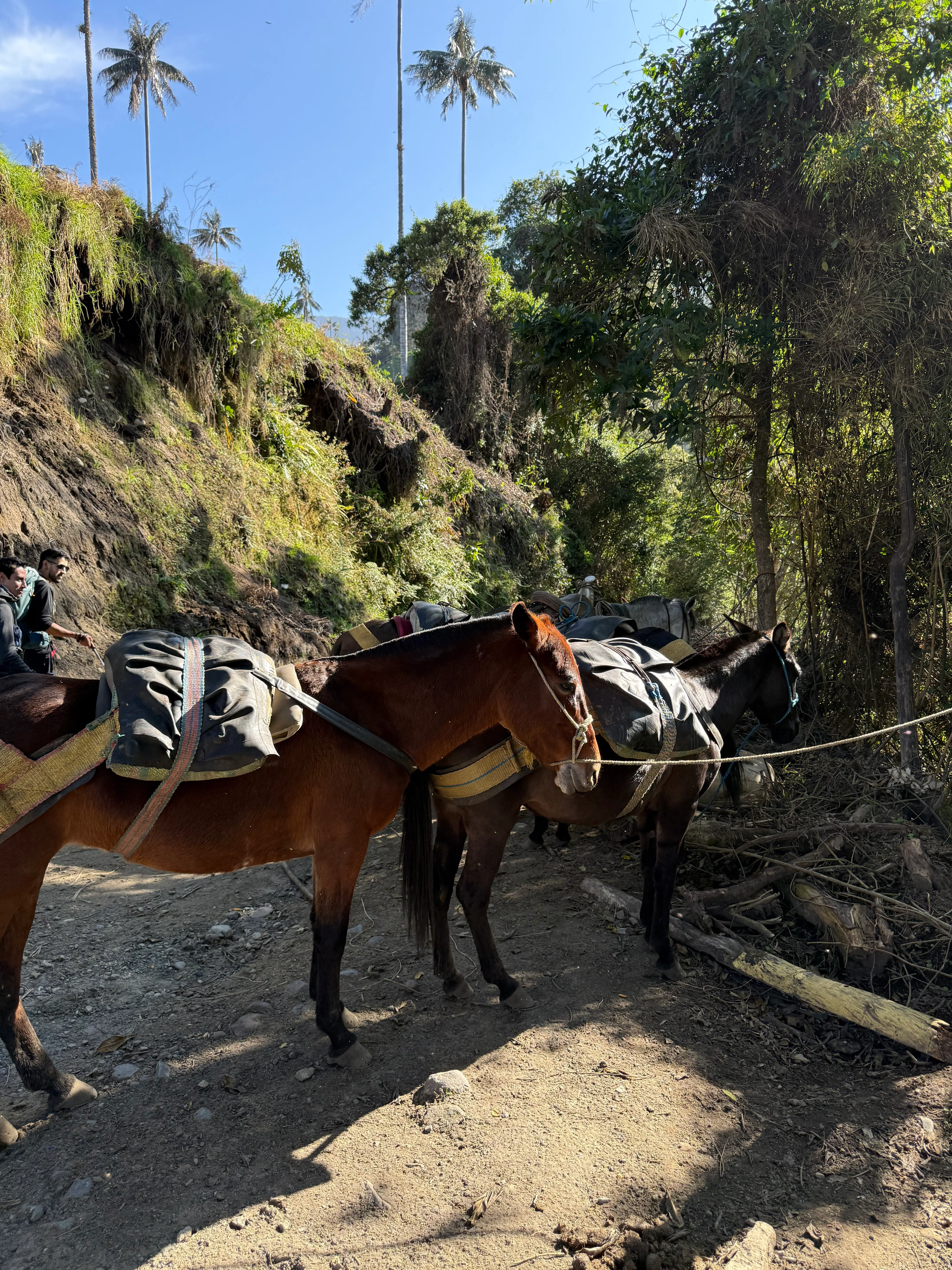 Campamento de montaña